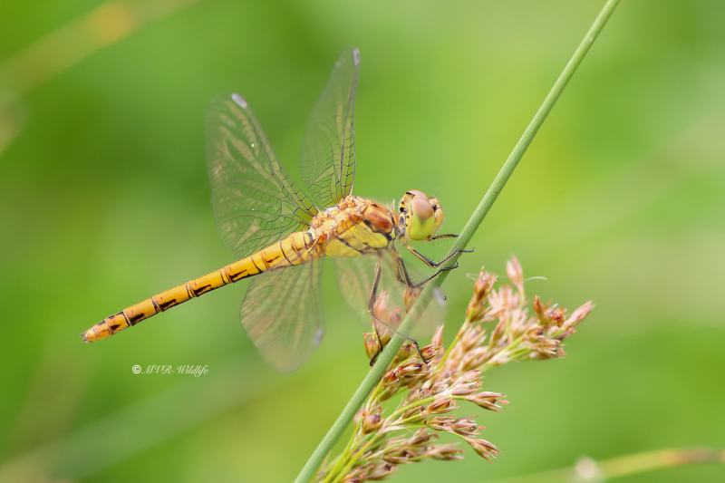 B65A2307-Bruinrode-heidelibel-Sympetrum-Striolatum-Common-Darter-Grosse-Heidelibelle-Sympetrum-a-cote-strie_1