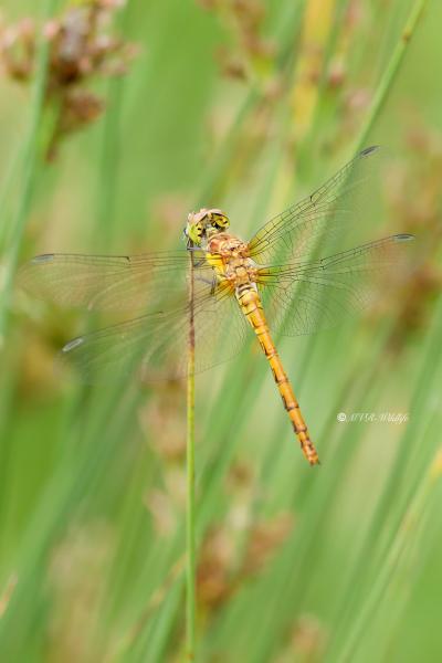 B65A2315-Bruinrode-heidelibel-Sympetrum-Striolatum-Common-Darter-Grosse-Heidelibelle-Sympetrum-a-cote-strie_1