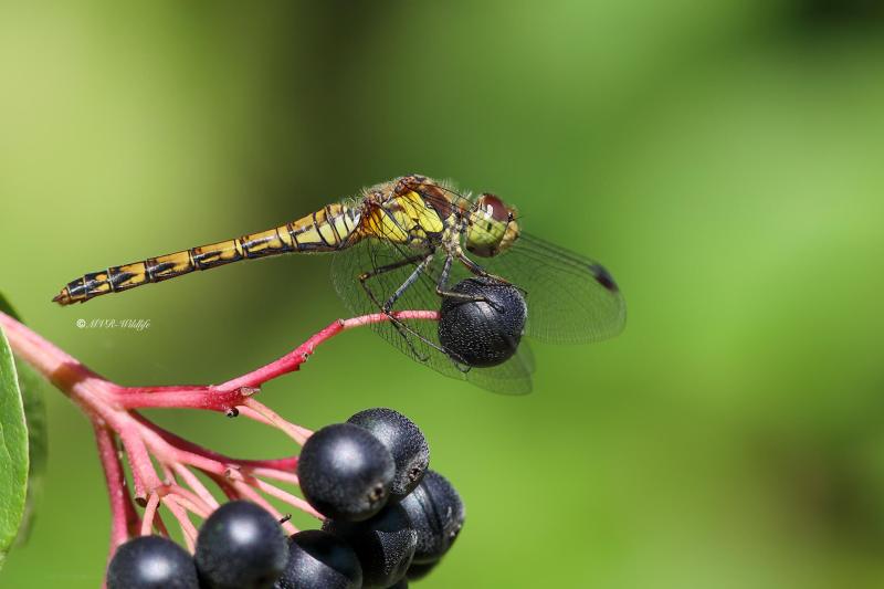 B65A3214-Bruinrode-heidelibel-Sympetrum-Striolatum-Common-Darter-Grosse-Heidelibelle-Sympetrum-a-cote-strie_1