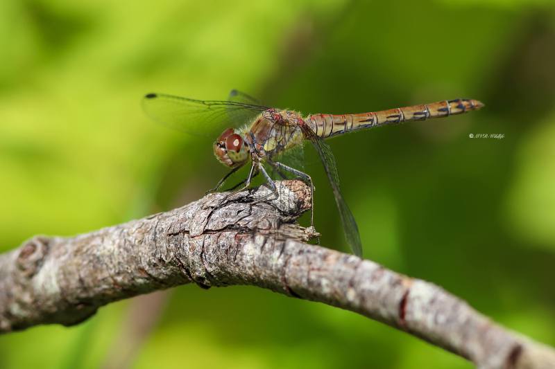 B65A3256-Bruinrode-heidelibel-Sympetrum-Striolatum-Common-Darter-Grosse-Heidelibelle-Sympetrum-a-cote-strie_1
