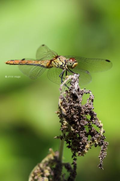 B65A3259-Bruinrode-heidelibel-Sympetrum-Striolatum-Common-Darter-Grosse-Heidelibelle-Sympetrum-a-cote-strie_1