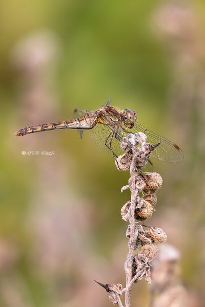 B65A3447-Bruinrode-Heidelibel-Sympetrum-Striolatum-Common-Darter-Grosse-Heidelibelle-Sympetrum-a-cote-strie_1