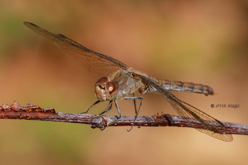B65A3950-Bruinrode-heidelibel-Sympetrum-Striolatum-Common-Darter-Grosse-Heidelibelle-Sympetrum-a-cote-strie_1