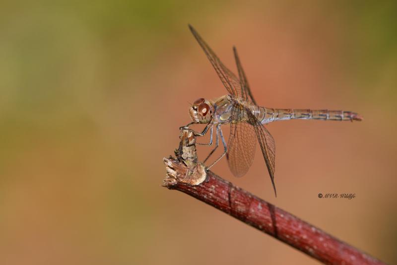B65A3969-Bruinrode-heidelibel-Sympetrum-Striolatum-Common-Darter-Grosse-Heidelibelle-Sympetrum-a-cote-strie_1