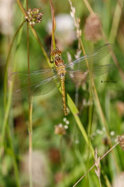 B65A4912-Bruinrode-heidelibel-Sympetrum-Striolatum-Common-Darter-Grosse-Heidelibelle-Sympetrum-a-cote-strie_1