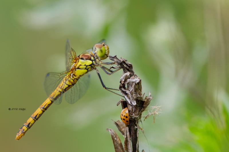 B65A5418-Bruinrode-heidelibel-Sympetrum-Striolatum-Common-Darter-Grosse-Heidelibelle-Sympetrum-a-cote-strie_1