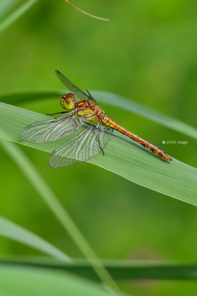 B65A5726-Bruinrode-Heidelibel-Sympetrum-Striolatum-Common-Darter-Grosse-Heidelibelle-Sympetrum-a-cote-strie_1