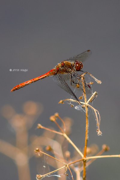 B65A7877-Bruinrode-Heidelibel-Sympetrum-Striolatum-Common-Darter-Grosse-Heidelibelle-Sympetrum-a-cote-strie_1