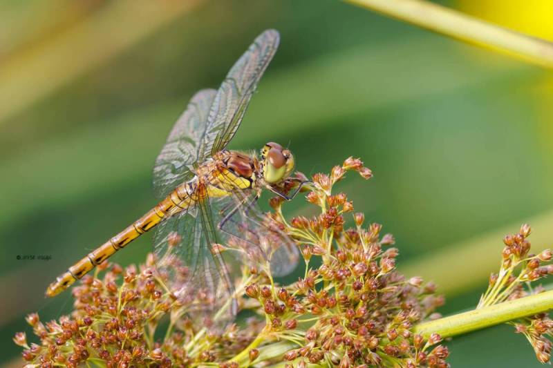 BR8A3010-Bruinrode-heidelibel-Sympetrum-Striolatum-Common-Darter-Grosse-Heidelibelle-Sympetrum-a-cote-strie_1