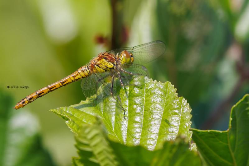 BR8A3095-Bruinrode-heidelibel-Sympetrum-Striolatum-Common-Darter-Grosse-Heidelibelle-Sympetrum-a-cote-strie_1