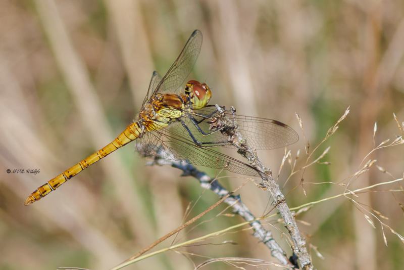 BR8A4122-Bruinrode-heidelibel-Sympetrum-Striolatum-Common-Darter-Grosse-Heidelibelle-Sympetrum-a-cote-strie_1