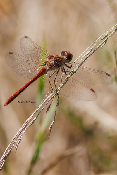 BR8A4130-Bruinrode-heidelibel-Sympetrum-Striolatum-Common-Darter-Grosse-Heidelibelle-Sympetrum-a-cote-strie_1