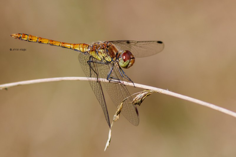 BR8A4136-Bruinrode-heidelibel-Sympetrum-Striolatum-Common-Darter-Grosse-Heidelibelle-Sympetrum-a-cote-strie_1