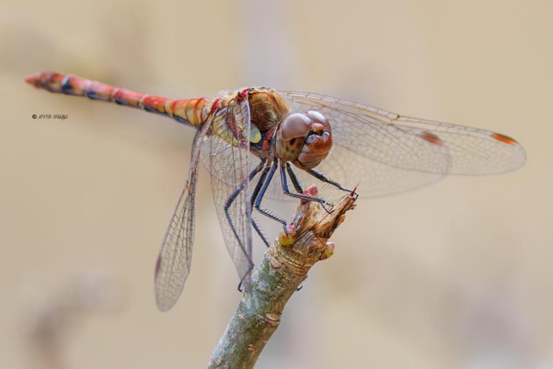 BR8A4761-Bruinrode-heidelibel-Sympetrum-Striolatum-Common-Darter-Grosse-Heidelibelle-Sympetrum-a-cote-strie_1