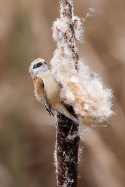 BR8A8435-Buidelmees-Remiz-pendulinus-Penduline-Tit-Beutelmeise-Remiz-penduline-Pajaro-moscon_1