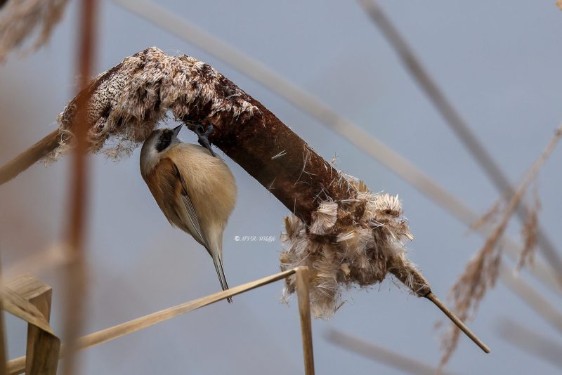 BR8A8569-Buidelmees-Remiz-pendulinus-Penduline-Tit-Beutelmeise-Remiz-penduline-Pajaro-moscon_1