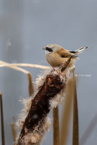 BR8A8603-Buidelmees-Remiz-pendulinus-Penduline-Tit-Beutelmeise-Remiz-penduline-Pajaro-moscon_1