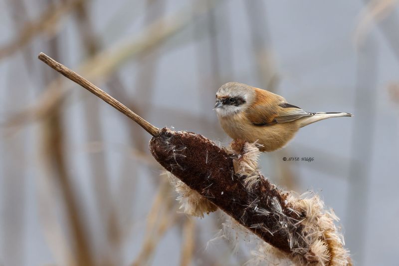 BR8A8798-Buidelmees-Remiz-pendulinus-Penduline-Tit-Beutelmeise-Remiz-penduline-Pajaro-moscon_1