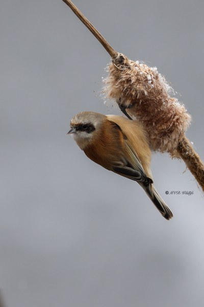 BR8A8925-Buidelmees-Remiz-pendulinus-Penduline-Tit-Beutelmeise-Remiz-penduline-Pajaro-moscon_1