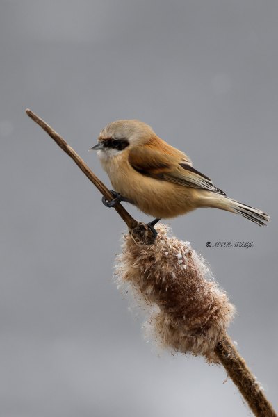 BR8A8961-Buidelmees-Remiz-pendulinus-Penduline-Tit-Beutelmeise-Remiz-penduline-Pajaro-moscon_1