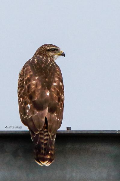 177A3903-Buizerd-Common-Buzzard-Mausebussard-Buse-variable-Ratonero-comun_1