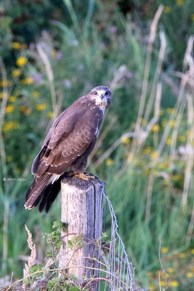 177A4550-Buizerd-Common-Buzzard-Mausebussard-Buse-variable-Ratonero-comun_1