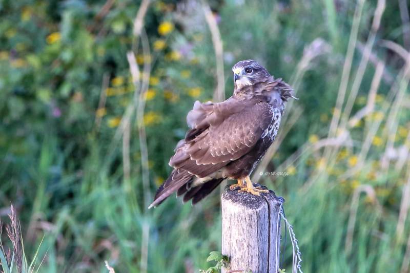 177A4562-Buizerd-Common-Buzzard-Mausebussard-Buse-variable-Ratonero-comun_1