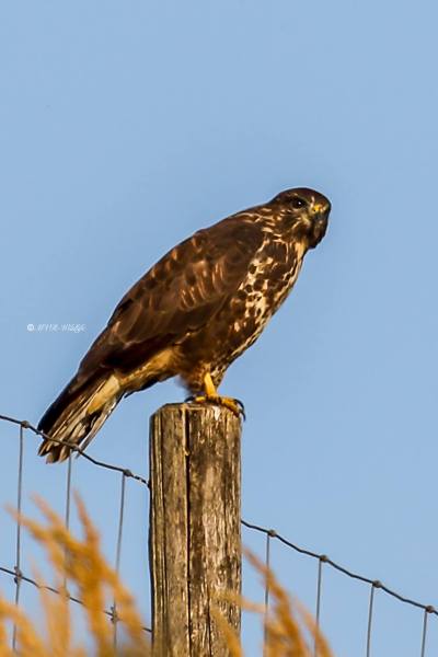 177A5025-Buizerd-Common-Buzzard-Mausebussard-Buse-variable-Ratonero-comun_1