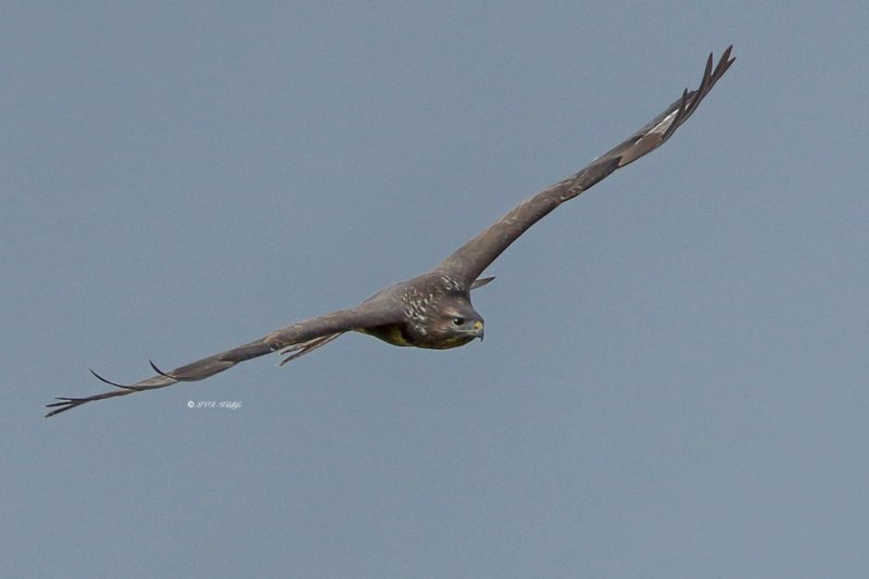 177A7646-Buizerd-Common-Buzzard-Mausebussard-Buse-variable-Ratonero-comun_1