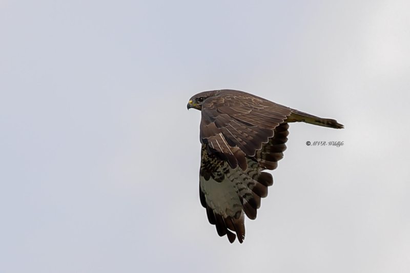A34I2100-Buizerd-Common-Buzzard-Mausebussard-Buse-variable-Ratonero-comun_1