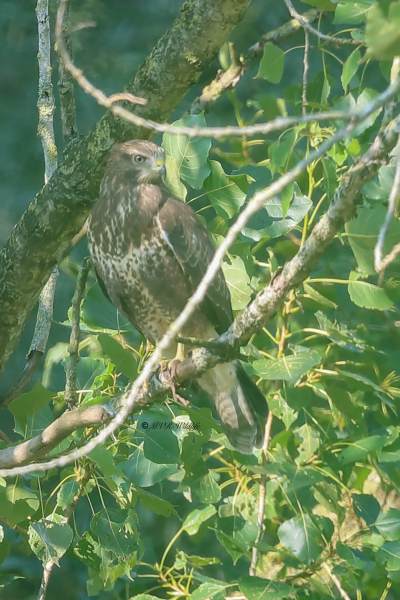A34I2114-Buizerd-Common-Buzzard-Mausebussard-Buse-variable-Ratonero-comun_1
