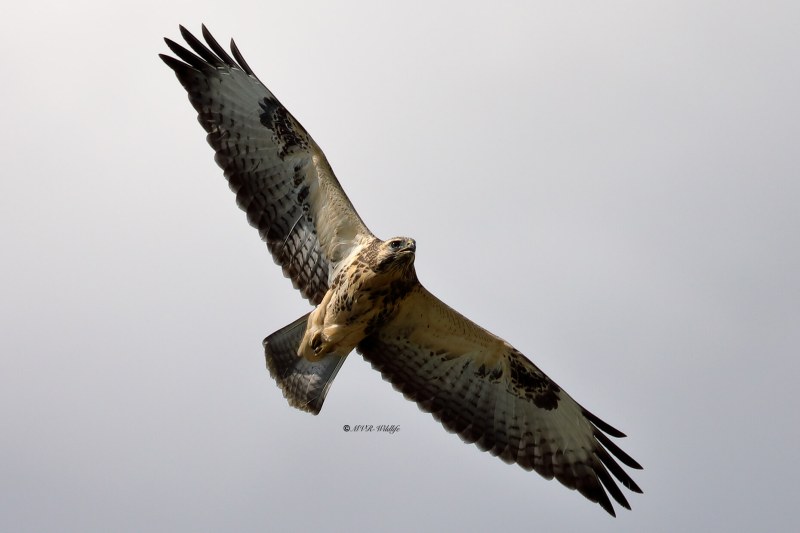 B65A0630-Buizerd-Common-Buzzard-Mausebussard-Buse-variable-Ratonero-comun_1