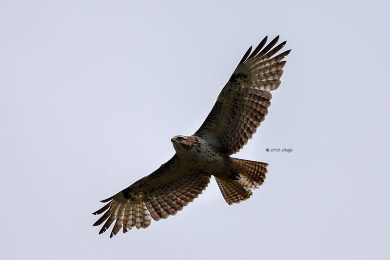 B65A1640-Buizerd-Common-Buzzard-Mausebussard-Buse-variable-Ratonero-comun_1