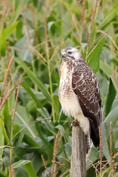B65A3094-Buizerd-Common-Buzzard-Mausebussard-Buse-variable-Ratonero-comun_1
