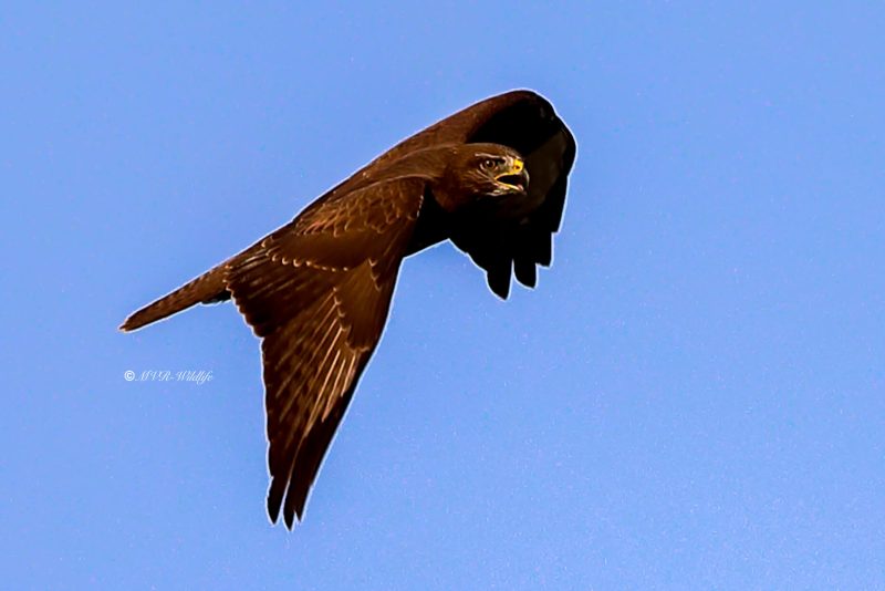 B65A3929-Buizerd-Common-Buzzard-Mausebussard-Buse-variable-Ratonero-comun_1
