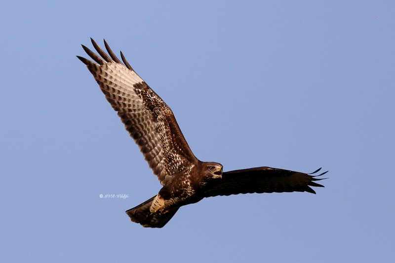 B65A3952-Buizerd-Common-Buzzard-Mausebussard-Buse-variable-Ratonero-comun_1