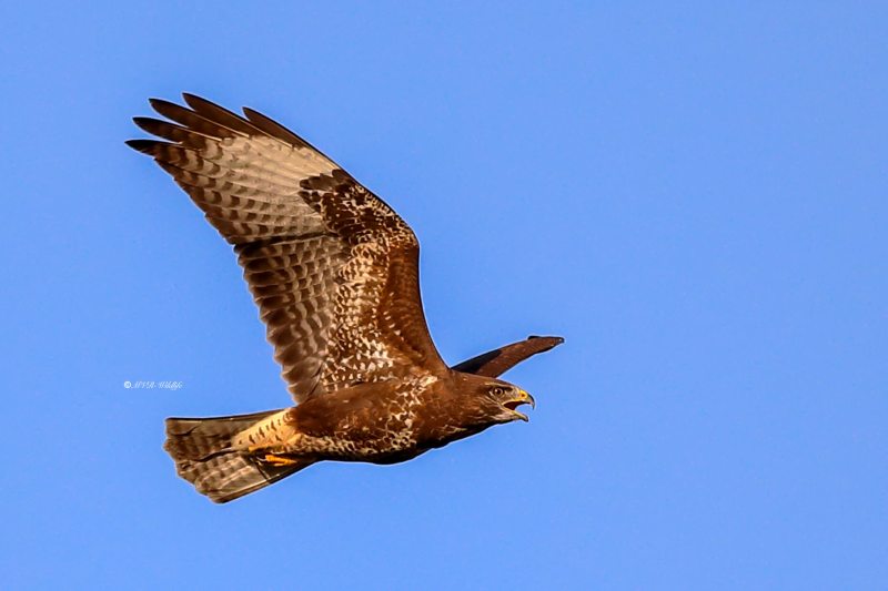 B65A3955-Buizerd-Common-Buzzard-Mausebussard-Buse-variable-Ratonero-comun_1
