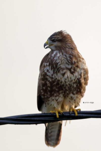 B65A4402-Buizerd-Common-Buzzard-Mausebussard-Buse-variable-Ratonero-comun_1