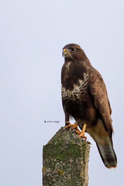 B65A4445-Buizerd-Common-Buzzard-Mausebussard-Buse-variable-Ratonero-comun_1