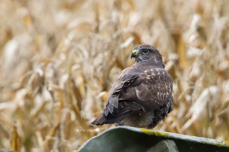 B65A4690-Buizerd-Common-Buzzard-Mausebussard-Buse-variable-Ratonero-comun_1