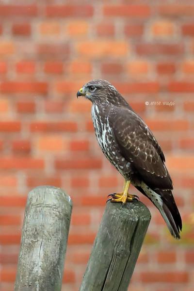 B65A4703-Buizerd-Common-Buzzard-Mausebussard-Buse-variable-Ratonero-comun_1