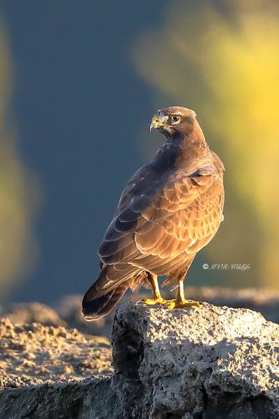B65A5004-Buizerd-Common-Buzzard-Mausebussard-Buse-variable-Ratonero-comun_1
