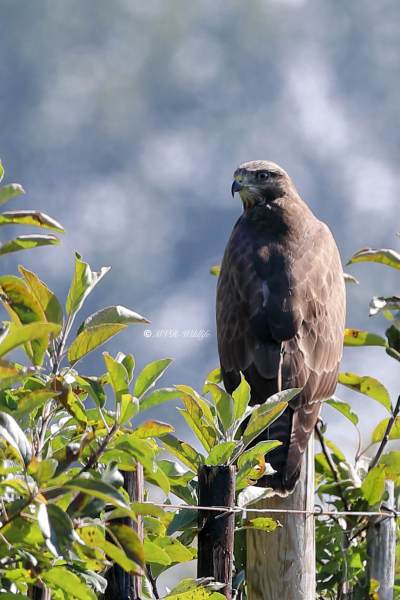 B65A8231-Buizerd-Common-Buzzard-Mausebussard-Buse-variable-Ratonero-comun_1