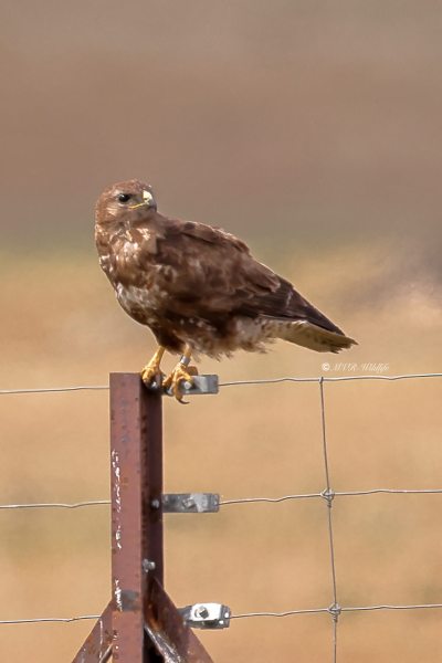 BR8A1368-Buizerd-Common-Buzzard-Mausebussard-Buse-variable-Ratonero-comun_1