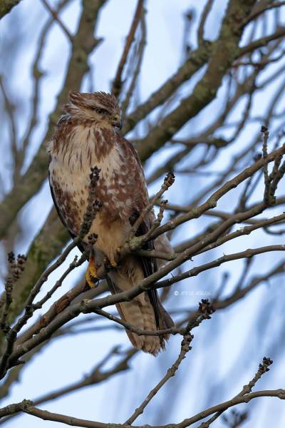 BR8A2120-Buizerd-Common-Buzzard-Mausebussard-Buse-variable-Ratonero-comun_1