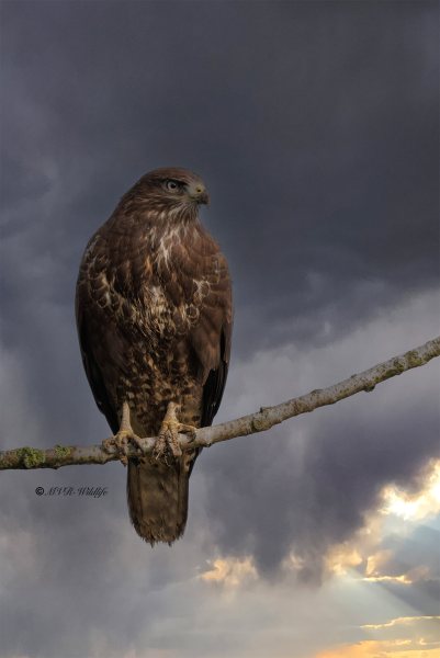 BR8A3821-Buizerd-Common-Buzzard-Mausebussard-Buse-variable-Ratonero-comun_1