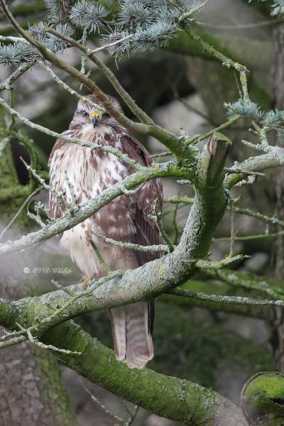 BR8A5122-Buizerd-Common-Buzzard-Mausebussard-Buse-variable-Ratonero-comun_1
