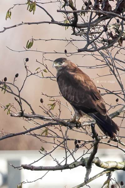 BR8A5286-Buizerd-Common-Buzzard-Mausebussard-Buse-variable-Ratonero-comun_1