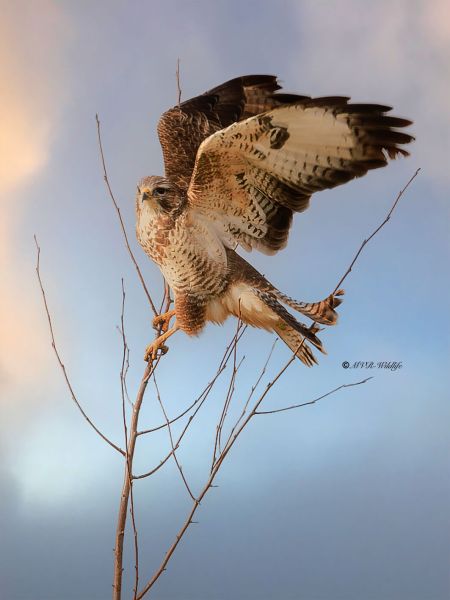 BR8A5827-Buizerd-Common-Buzzard-Mausebussard-Buse-variable-Ratonero-comun_1