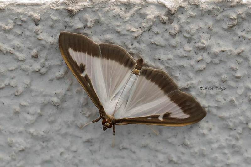 B65A3687-Buxusmot-Cydalima-perspectalis-Box-tree-Moth-Buchsbaumzunsler-Pyrale-du-buis_1